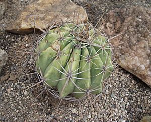 Ferocactus alamosanus 1.jpg