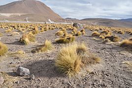 Festuca orthophylla, geisers del Tatio, Region de Antofagasta, Chile 01