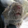 Field Vole by Bruce McAdam