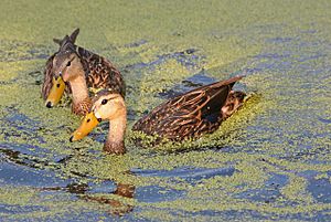 Florida Mottled Ducks.jpg