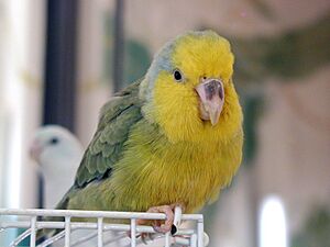 Forpus xanthops -pet on cage-8a