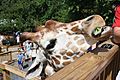 Giraffe at Elmwood Park Zoo 03