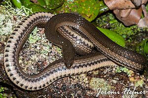 Graham's Crawfish Snake (Regina grahamii)