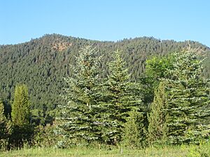 Greenery of El Paso County, CO IMG 5163