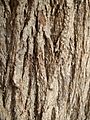 Grevillea robusta trunk bark 01