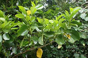 Griselinia lucida kz2