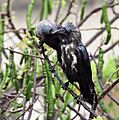 House Crows (Corvus splendens) grooming after bath in the rain in Kolkata I IMG 4324