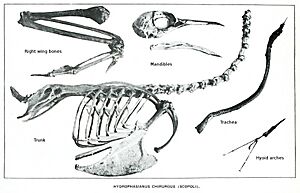 Hydrophasianus skeleton