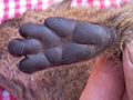 Hyraxfootcloseup