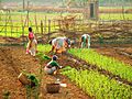 India Goa Women planting