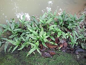 Java Fern (Microsorum pteropus) growing in the wild.