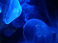 Jellyfish Boston Aquarium Boston Massachusetts