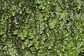 Jungermannia atrovirens (b, 144637-474720) 7621