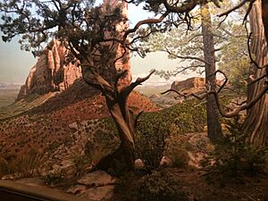 Juniper Forest, Hall of North American Forests, AMNH