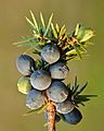 Juniperus communis fruits - Keila