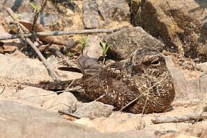 Ladder-tailed nightjar (Hydropsalis climacocerca) incubating eggs