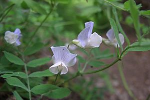 Lathyrus torreyi.jpg