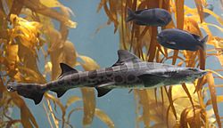 Leopard shark in kelp