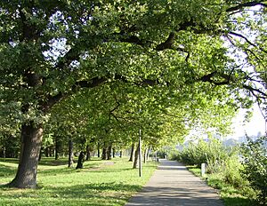 Ludwigshafen Parkinsel Weg