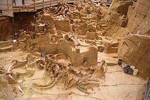 Mammoth Site, Hot Springs 4 - mammoth bones