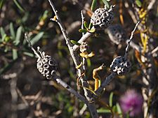 Melaleuca caeca fruit