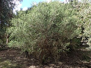 Melaleuca squarrosa habit