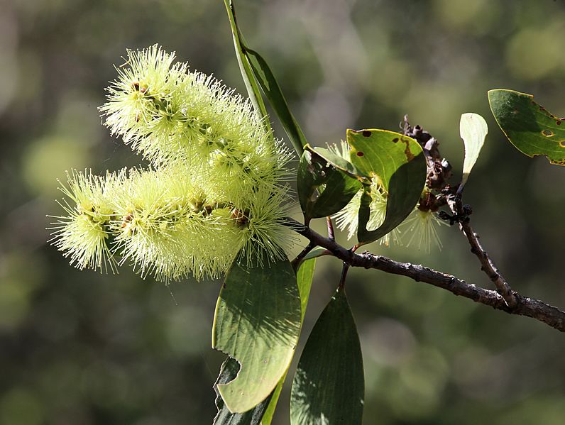 Melaleuca viridiflora 7286