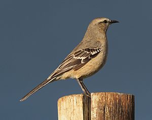 Mimus patagonicus.jpg