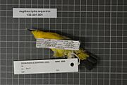 Naturalis Biodiversity Center - RMNH.AVES.92893 2 - Aegithina tiphia aequanimis Bangs, 1922 - Irenidae - bird skin specimen