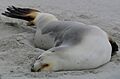 New Zealand Sea Lion, Victory Beach, Otago, NZ