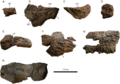 Newly identified elements the holotype of Ankylosaurus