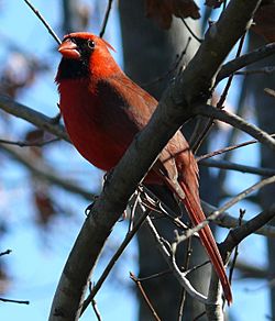 Northern Cardinal Male-27527-2