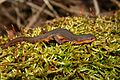 Notophthalmus viridescens louisianensis
