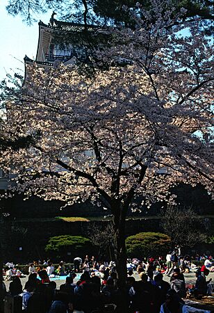OdawaraCastleHanami
