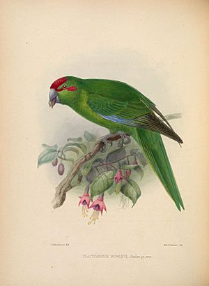 Ornithological miscellany (Plate) (5981494893)