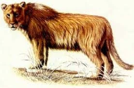 Panthera youngi was an extinct species from China and Japan.