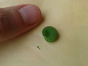 Pararge aegeria first and fourth instar