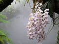 Phalaenopsis philippinensis NationalOrchidGarden-Singapore