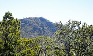 Pinus occidentalis on Pico Duarte