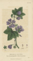 Plate 16 Malva Sylvestris - Conversations on Botany-1st editionf