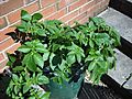 Potato bag cultivation