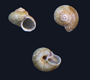 Poteria translucida 000