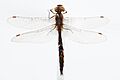 Procordulia smithii (White, 1846) (AM AMNZ87955-1)