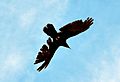 Ravaged Raven in Flight