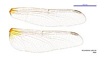 Rhodothemis lieftincki male wings (34898821082)