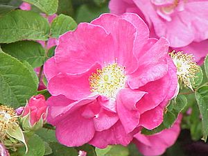 Rosa gallica officinalis0