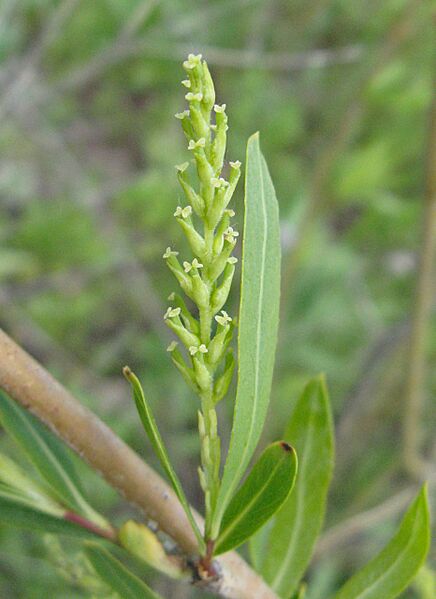 Salix female catkin