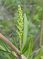 Salix female catkin