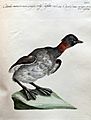 Saverio Manetti, Ornithologia methodice digesta, per monchiani, firenze 1767-76, 048 colimbo minore