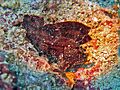 Scorpaenidae - Taenianotus triacanthus-001
